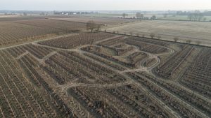 Vue aérienne réaliste d’un vignoble charentais en hiver, avec des rangs de vignes partiellement arrachés dans un paysage rural sobre baigné de lumière matinale.